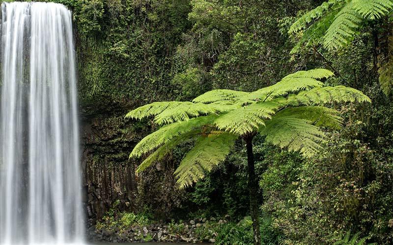 buderim falls